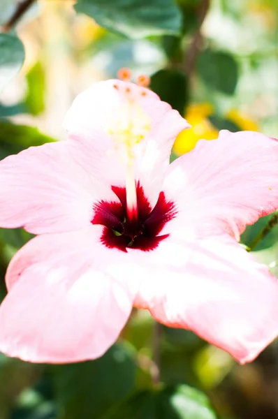 Close Shot Floare Floare fotografii de stoc fără drepturi de autor