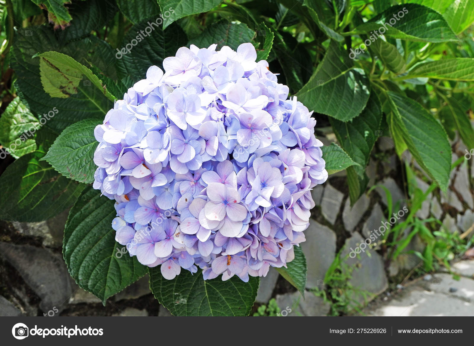 Purple Violet Flowers Plant Close Hydrangea Hydrangea Hortensia Stock Photo By C Annypenny13