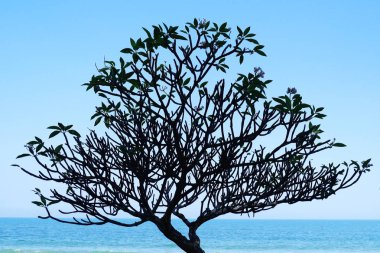 mavi gökyüzü ve deniz suyuna karşı dalları ile bir ağaç 