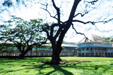 ağaçlar, yeşil çim ve arka plan üzerinde bina ile bahçe 