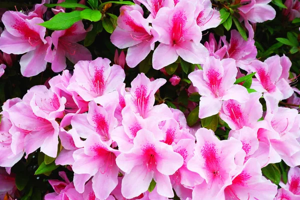 bahçede büyüyen çiçek yaprakları, yakın 