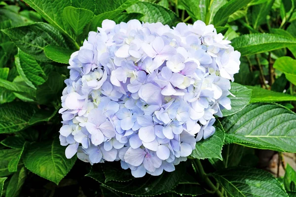 紫紫花植物 特写绣球花 绣球花或园艺 — 图库照片