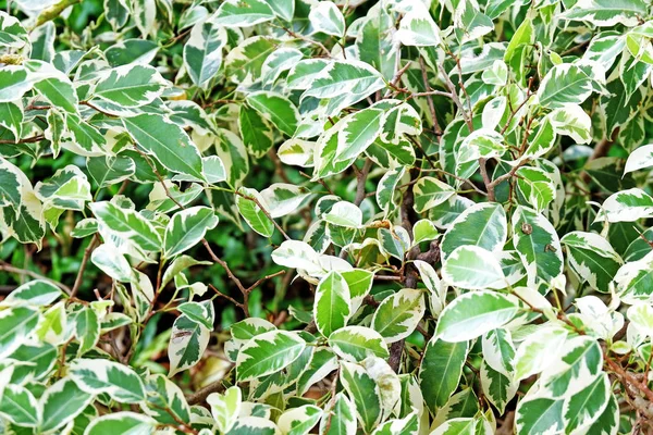 yeşil çalı yaprakları yakın, tam kare 