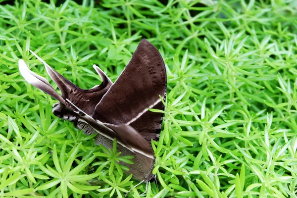 绿草和飞虫 棕色蝴蝶 — 图库照片