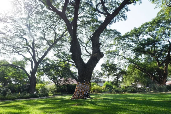 ağaçlar ve yeşil çim ile güzel yaz bahçesi