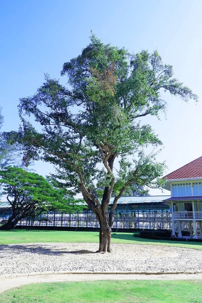 yazlık ev ve ağaçlar ile kişisel yeşil bahçe 