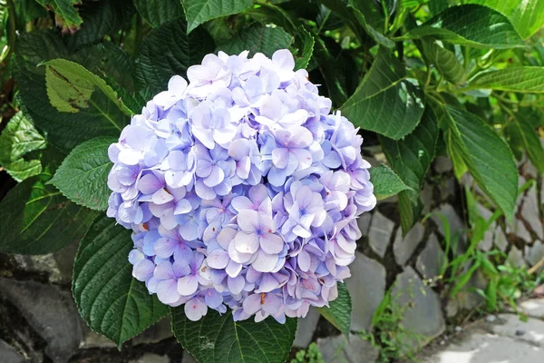 Flori Violet Violet Plantă Închide Hydrangea Hortensie Sau Hortensie Imagini stoc fără drepturi de autor