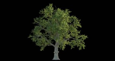 rüzgarlı ağaç kesme maskesi ile mimari görselleştirme için 4 k görüntüleri