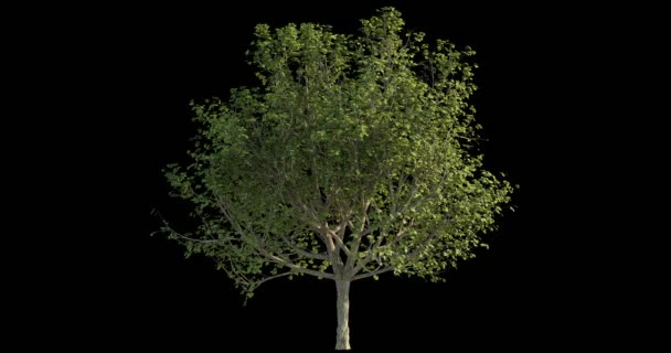 Footage Windy Tree Architectural Visualization Cutout Mask — Stock Video