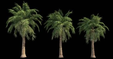 rüzgarlı palm kesme maskesi ile mimari görselleştirme için 4 k görüntüleri