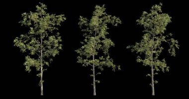 rüzgarlı ağaç kesme maskesi ile mimari görselleştirme için 4 k film koleksiyonu