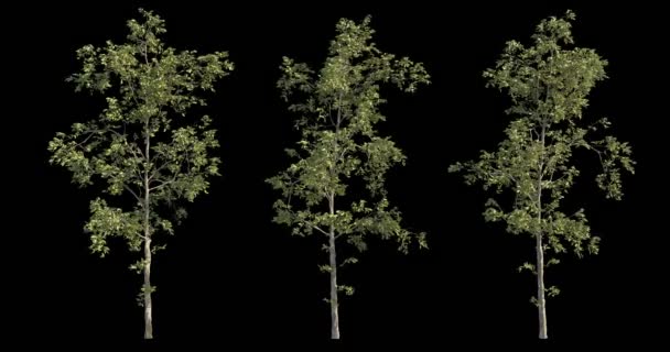 Колекція Відеозаписів Вітряного Дерева Архітектурної Візуалізації Вирізаною Маскою — стокове відео