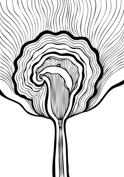 Dekoratif Arkaplan Soyut Çiçek Calla Siyah Beyaz Çizgi Sanatı Zen — Stok Vektör