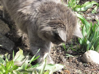 Gri tüylü kedi oynar ve dinlenir