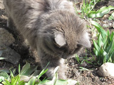 Gri tüylü kedi oynar ve dinlenir