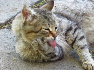 Gri çizgili kedi yıkar