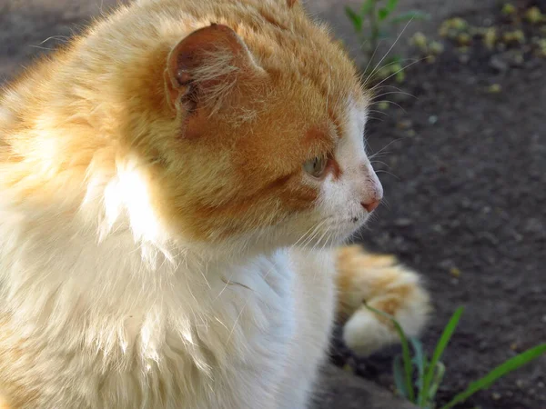 Рыжая Кошка Белыми Пятнами Выглядит Профиль — стоковое фото