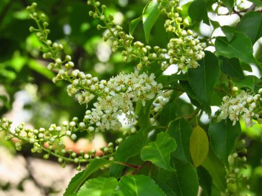 Beyaz kiraz ağaçları çiçek açmaya başlar.