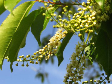 Beyaz kiraz ağaçları çiçek açmaya başlar.