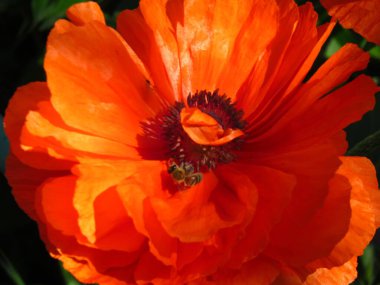 Büyük çiçekli kırmızı haşhaş çiçekleri