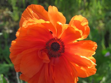 Büyük çiçekli kırmızı haşhaş çiçekleri