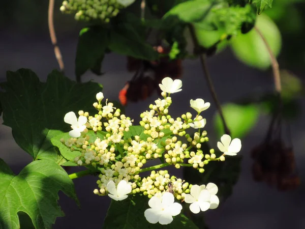 Flores Blancas Viburnum Comienzan Florecer —  Fotos de Stock
