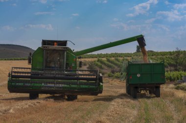 Buğday alan hasat, tahıl kadar seçmek ve kazanmak saman, tarım peyzaj, arka plan makine