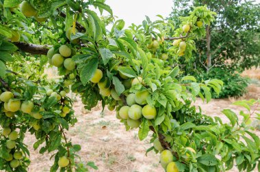 meyve bahçesinde hasat için biraz yeşil erik hala