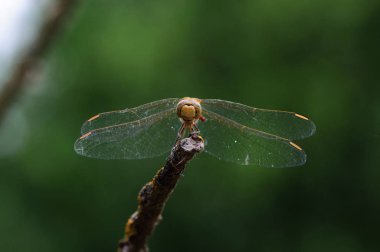 Yusufçuk içinde kuru dal