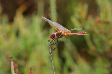bir kuru dalda kırmızı yusufçuk