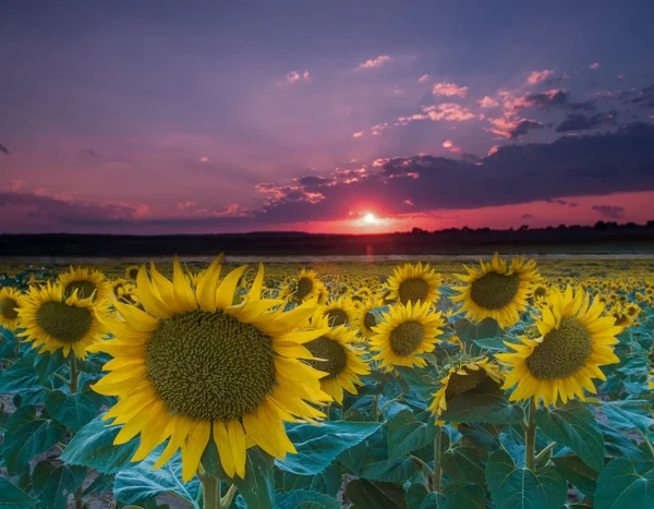 Fält Solrosor Sunning — Stockfoto