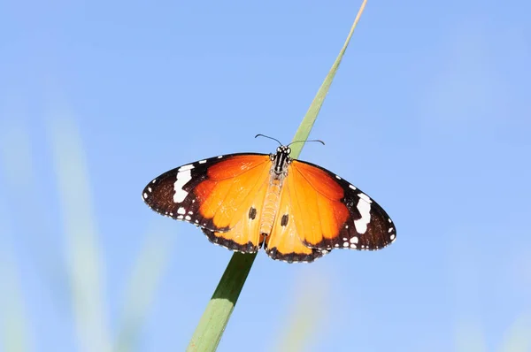 Papillon Dans Ciel — Photo