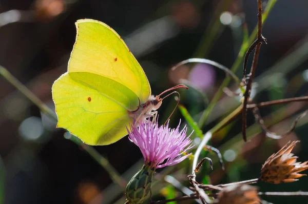 Papillon Jaune Dans Une Fleur Pourpre — Photo