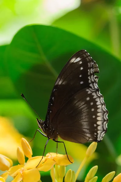 Papillon Noir Dans Une Feuille Verte — Photo