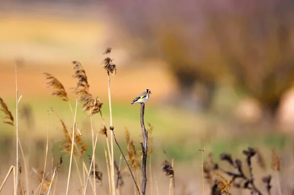 Goldfinch Suché Větve — Stock fotografie