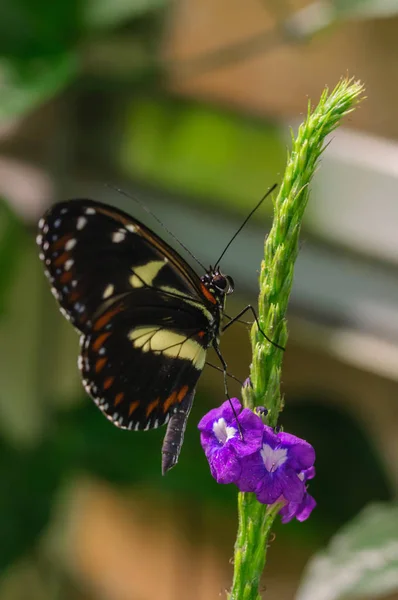 Papillon Noir Sur Branche Verte — Photo
