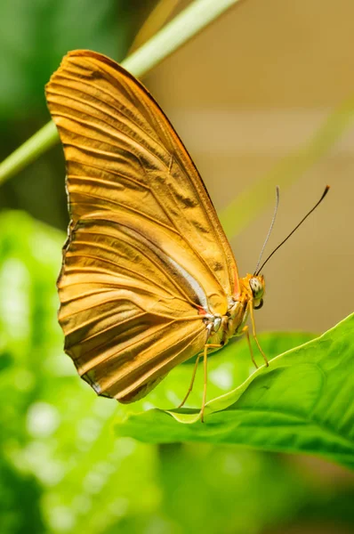 Papillon Dans Une Branche Verte — Photo