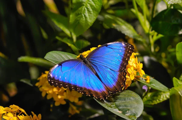 Μπλε Πεταλούδα Κίτρινο Λουλούδι Εικόνα Αρχείου