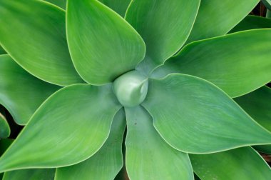 baş kaktüs, renkli kaktüs ya da etli geçmişi