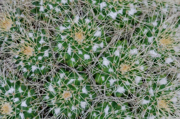 Cactus Testa Cactus Colorato Sfondo Succulento — Foto Stock