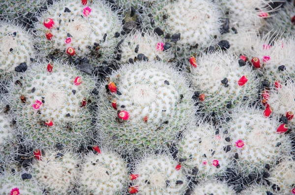 頭サボテン カラフルなサボテンや多肉植物の背景 — ストック写真