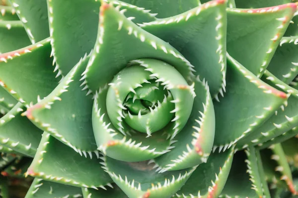 head cactus, a colorful cactus or succulent background