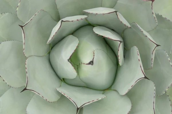 Head Cactus Colorful Cactus Succulent Background — Stock Photo, Image