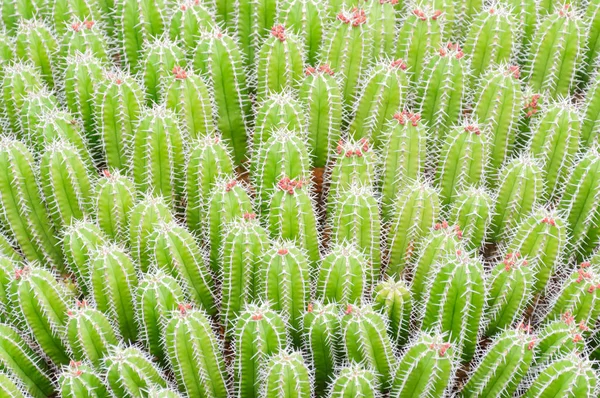 Cactus Testa Cactus Colorato Sfondo Succulento — Foto Stock