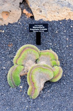 kaktüs Kanarya Adaları, kaktüs ve etli bitkiler kaktüs bahçesinde çok çeşitli