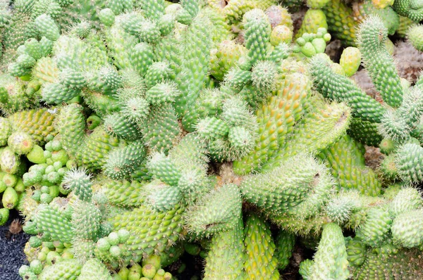 Grande Varietà Cactus Nel Giardino Cactus Nelle Isole Canarie Cactus — Foto Stock