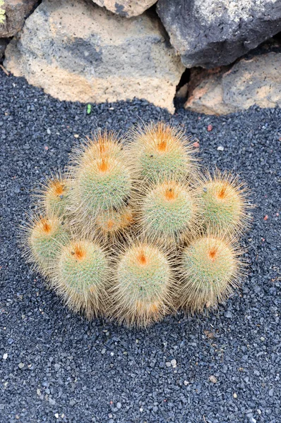 カナリア諸島 サボテンと多肉植物のサボテン園でサボテンの多種多様 — ストック写真