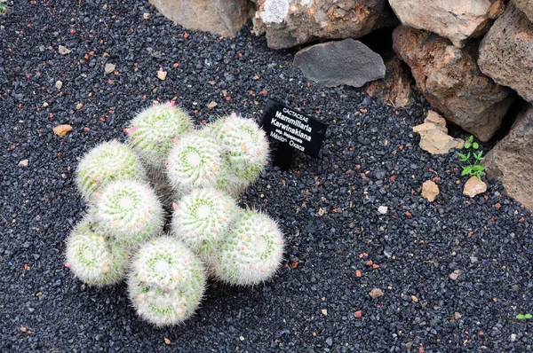 Grande Varietà Cactus Nel Giardino Cactus Nelle Isole Canarie Cactus — Foto Stock