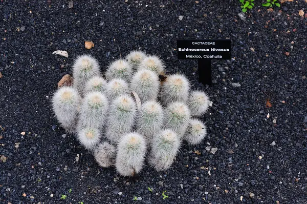 Grande Varietà Cactus Nel Giardino Cactus Nelle Isole Canarie Cactus — Foto Stock