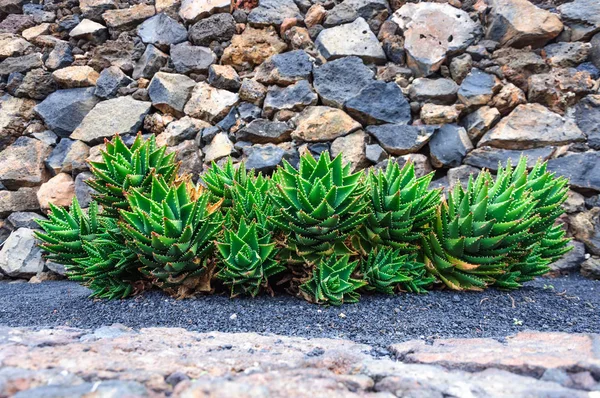 カナリア諸島 サボテンと多肉植物のサボテン園でサボテンの多種多様 — ストック写真